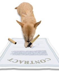 Our editors explain the jargon related to copyrighting a book. A small dog is holding a pen and signing a contract. He is learning how to copyright a book.