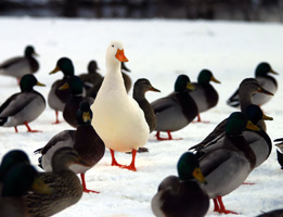 Our editors explain how to write an interview follow up letter and why it's important. A large, white domestic duck is standing in the center of a group of wild mallards. This shows the significance to sending an interview follow-up letter in standing out in the crowd.