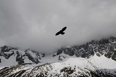 A bird is shown flying above mountains as an example of a symbol of freedom.