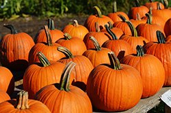 A Study of Pumpkins