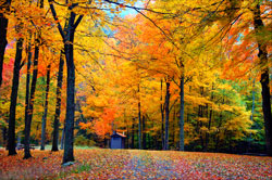 Scrbendi.com founders donated to local green initiative. A forest with trees changing colors in the fall.