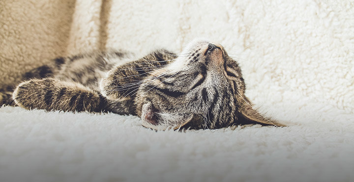 Seven Ways to Stay Awake and Alert